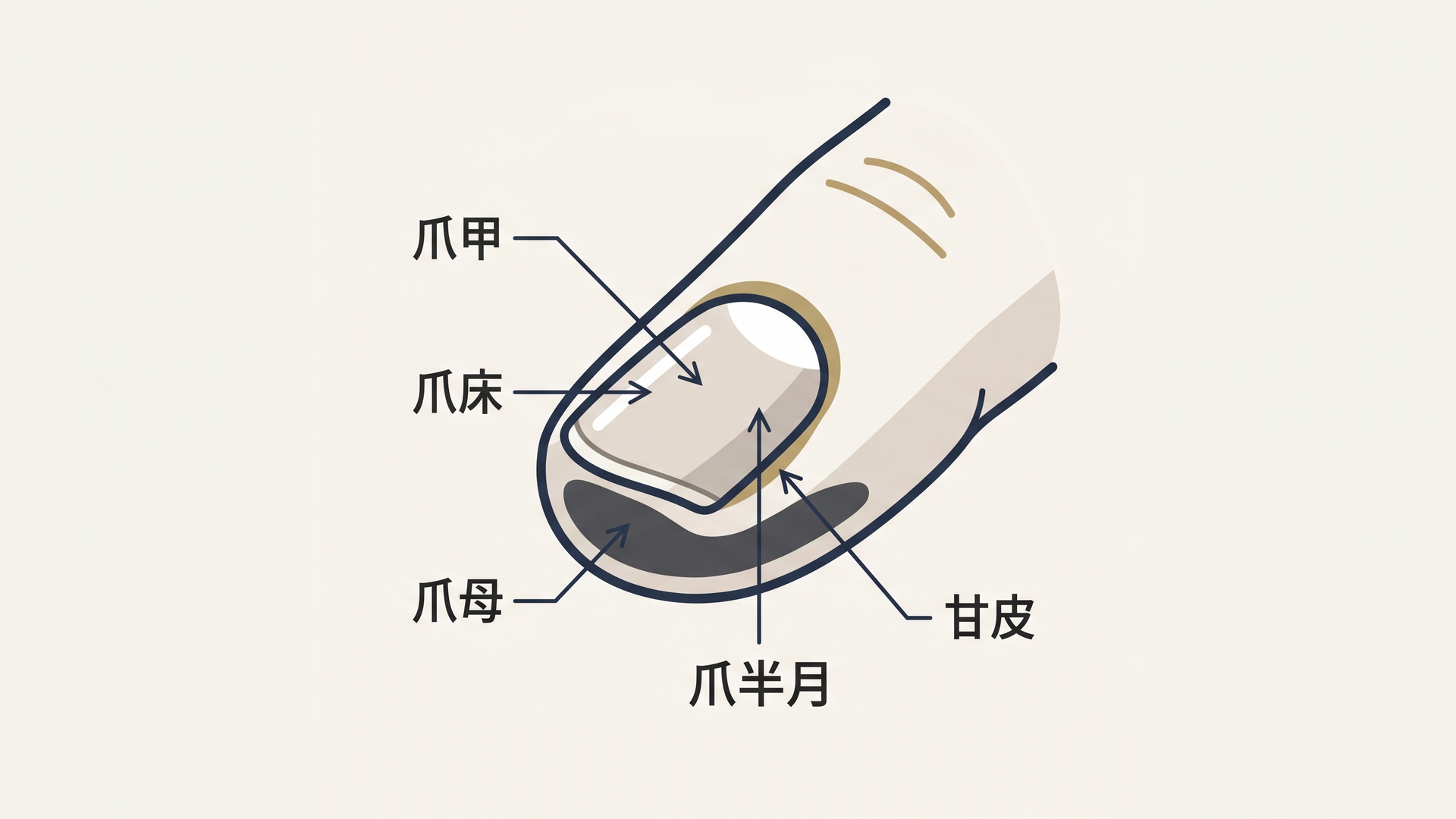 爪甲・爪床・爪母・爪半月・甘皮の位置が分かる爪の構造図